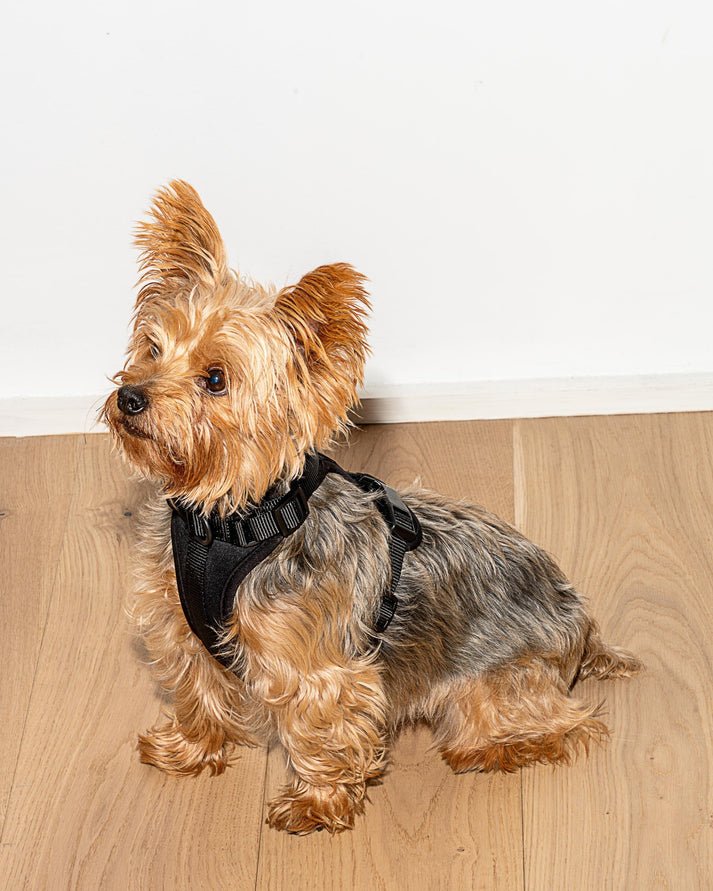 Kit de Paseo - KNICHE