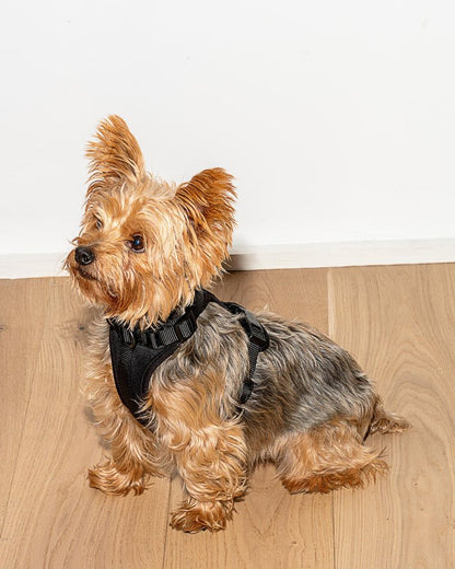 Kit de Paseo - KNICHE