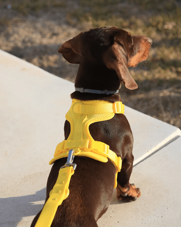 Kit de Paseo - KNICHE