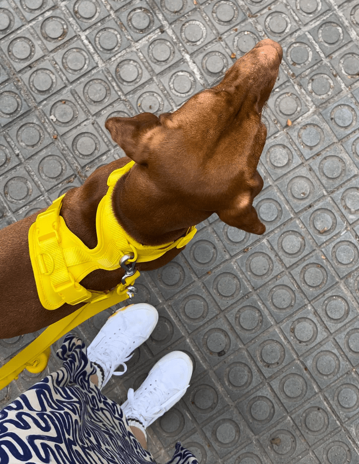 Kit de Paseo - KNICHE