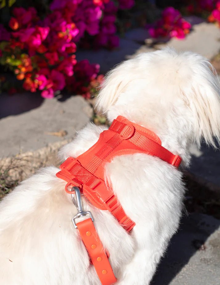 Kit de Paseo - KNICHE