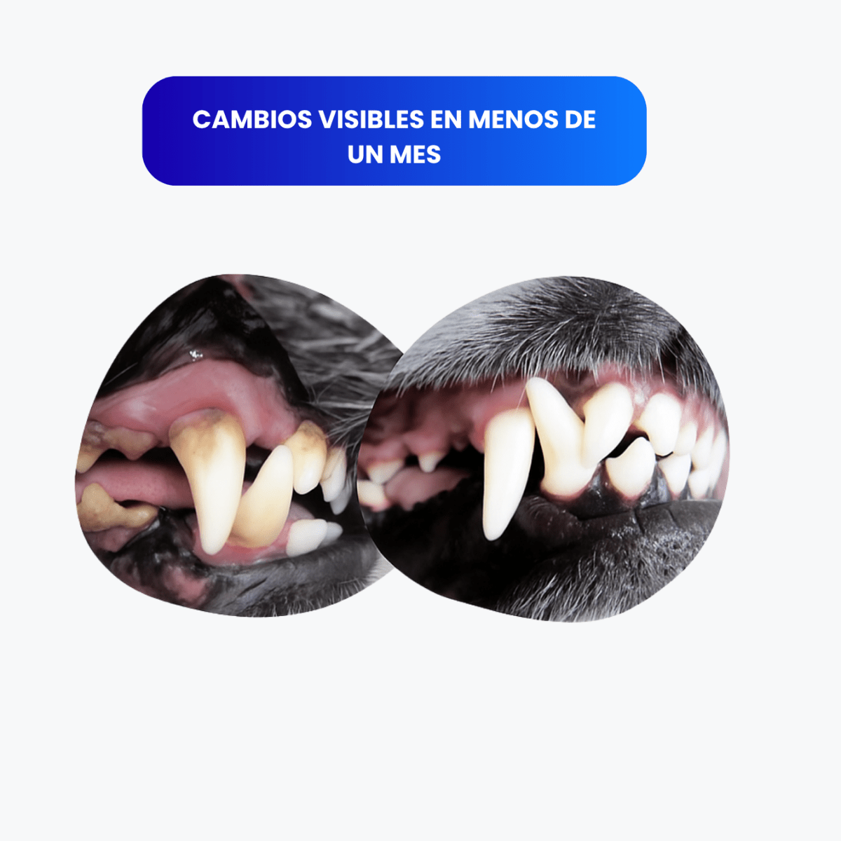 MuerdeLimpio™ - KNICHE