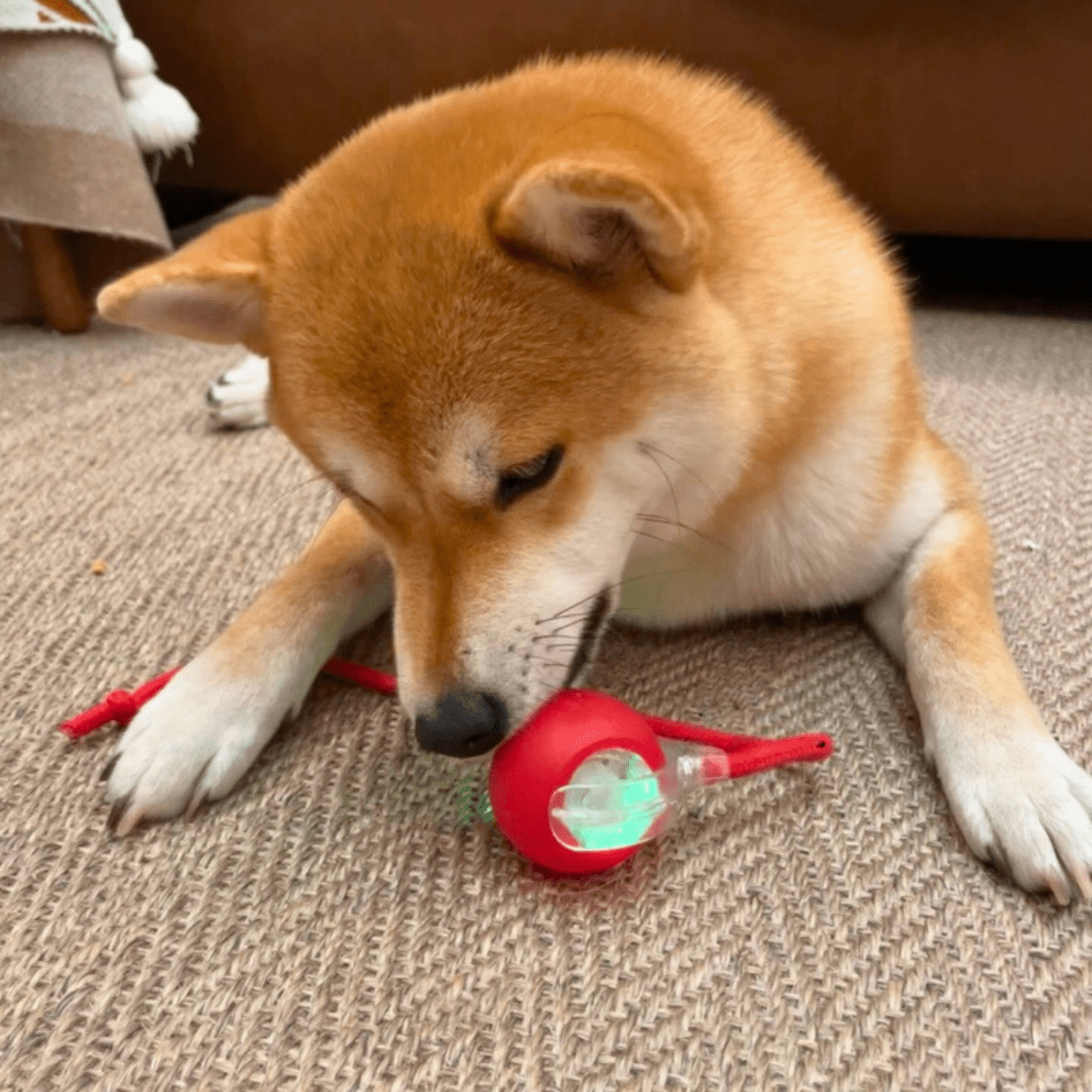 Pelota Turbo™ – Diversión a toda velocidad 🐾 - KNICHE